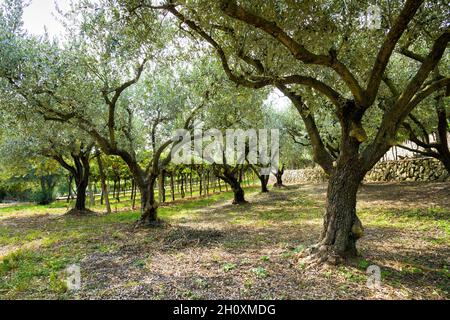 Olive trees with green leaves growing on grassy meadow in park near fence in summer day Stock Photo