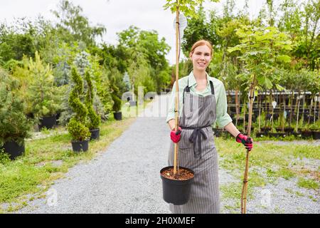 Young woman as a gardener trainee carries a spherical maple for transplanting in the nursery Stock Photo