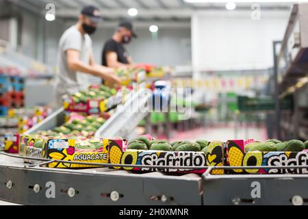 Image of fresh avocado in crates during packaging at Sigfrido factory Stock Photo