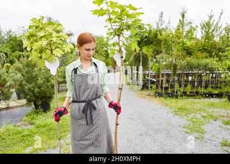 Gardener apprentice with spherical maple as a climatic tree in the nursery of the nursery Stock Photo
