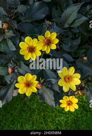Close up of yellow dahlia flowers with dark foliage in summer England UK United Kingdom GB Great Britain Stock Photo