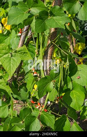 Close up of runner beans bean plant St George growing up a frame in a vegetable garden in summer England UK United Kingdom GB Great Britain Stock Photo