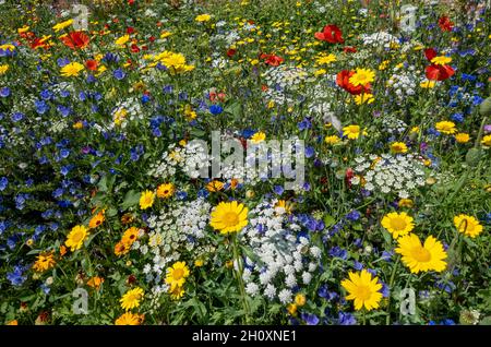 Close up of blue yellow and white wildflowers flowers in a bee friendly medow garden border in summer England UK United Kingdom GB Great Britain Stock Photo