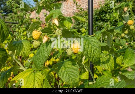 Close up of raspberries raspberry bush plant 'Fall Gold' growing ripening in a garden in late summer England UK United Kingdom GB Great Britain Stock Photo