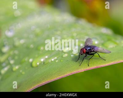 Macro photography of a fly resting on a leaf with rain drops on it. Captured in a garden near the town of Villa de Leyva, in  central Colombia Stock Photo