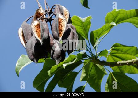 Brachychiton acerifolius seeds in pods Stock Photo