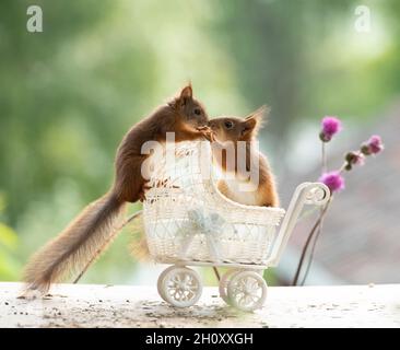 young red squirrels are standing in an stroller Stock Photo