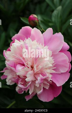 Pink Peony with delicate petals and green leaves in the garden, peony with pink and beige color petals, pink flower macro, flower head, blooming peony Stock Photo