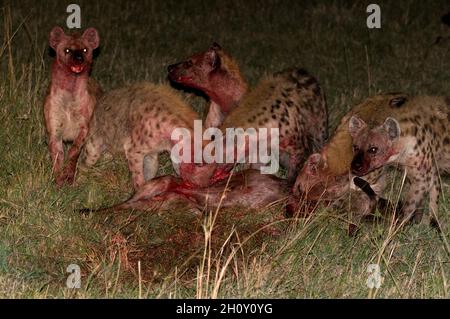 A pack of spotted hyenas, Crocuta crocuta, feeding on a wildebeest at night. Masai Mara National Reserve, Kenya. Stock Photo