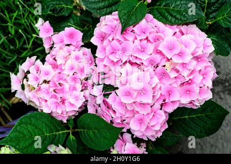 Magenta pink hydrangea macrophylla or hortensia shrub in full bloom in a flower pot, with fresh green leaves in the background, in a garden in a sunny Stock Photo