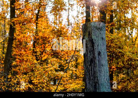 Sawed off tree trunk with rough bark in forest. Golden sunlight falls through colorful leaves in autumn. Blurred background. Stock Photo