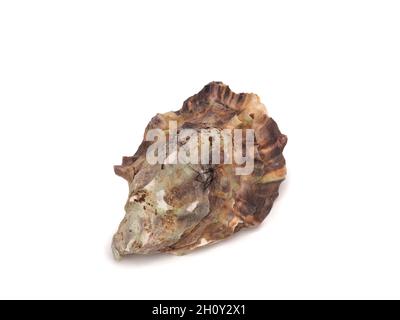 oyster shell, oyster shell after clam shell at the market. Stock Photo