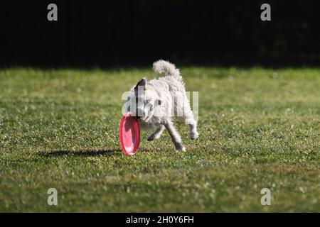 White fluffy dog tries to grab plastic disc with teeth, which is rapidly rolling across lawn. Wire haired Jack Russell Terrier goes in for sports on w Stock Photo