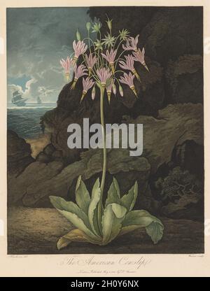The Temple of Flora, or Garden of Nature: The American Cowslip, 1801. Robert John Thornton (British, 1768-1837). Aquatint, stipple and line engraving; Stock Photo