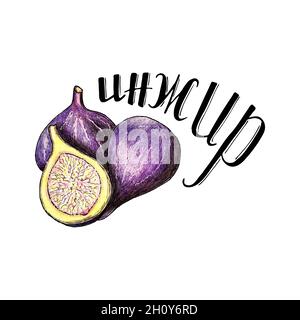 Figs pencil hand drawing, isolated, white background. Vector illustration Stock Vector
