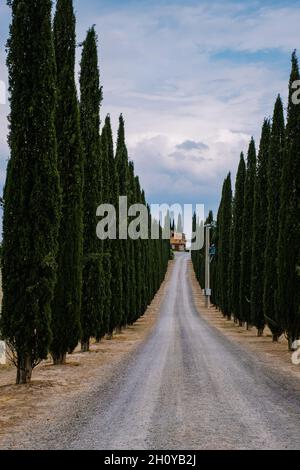 Tuscany Italy, Perfect Road Avenue through cypress trees ideal Tuscan landscape Italy Stock Photo