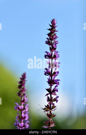 Floral Spires of the Purple Loosestrife (Lythrum salicaria) plant Stock Photo
