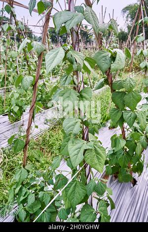 Pole beans climbing up a string trellis Stock Photo - Alamy