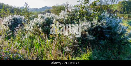 cobwebs on gorse bush covered in morning dew glinting in sunshine Stock Photo