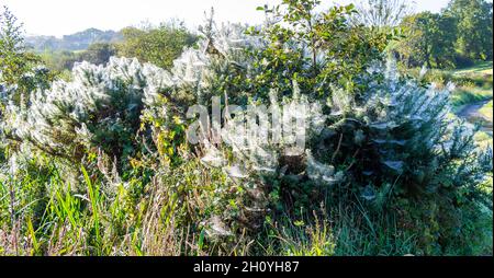 cobwebs on gorse bush covered in morning dew glinting in sunshine Stock Photo