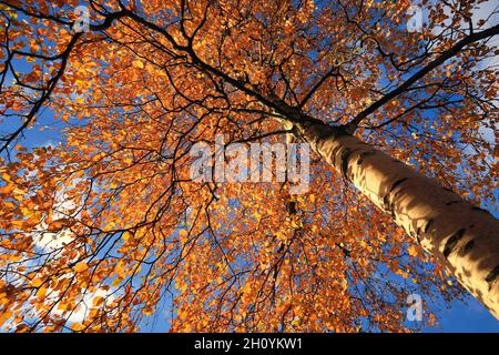 Colorful yellow and orange foliage of a birch tree, Betula, seen against blue sky with clouds on a beautiful autumn day of October. Stock Photo