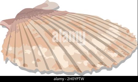 Colorful tropical shell, vector illustration. EPS-10 separated by groups and layers for easy edit. Stock Vector