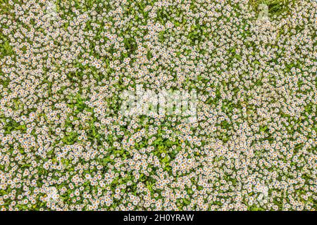 Top view of a camomile or ox-eye daisy meadow, daisies, top view,  background texture Stock Photo