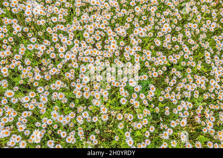 Top view of a camomile or ox-eye daisy meadow, daisies, top view,  background texture Stock Photo