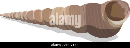 Colorful tropical shell, vector illustration. EPS-10 separated by groups and layers for easy edit. Stock Vector