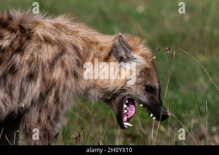 A spotted hyena, Crocuta crocuta, yawning. Masai Mara National Reserve, Kenya. Stock Photo