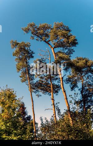 Straight Tall Pine Trees Reaching To The Blue Sky On A Sunny Autumn Day.  Wide Angle Landscape. Stock Photo, Picture and Royalty Free Image. Image  95590853.
