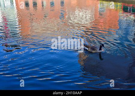 Abstract patterns of colourful building reflected on water with duck swimming past leaving ripples Stock Photo