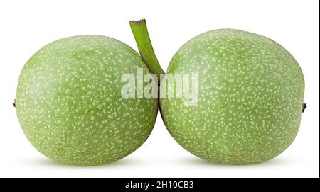 Two young green walnut isolated on white background. Clipping Path. Full depth of field. Stock Photo