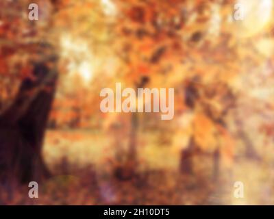 Autumn foliage on trees over sun light in garden or park. Blurred fall nature background Stock Photo
