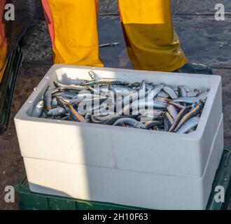 Fish lying in transportation styrofoam ice boxes ready for export. Stock Photo