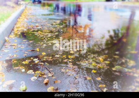 Yellow and red leaves lie on the road. Maple leaves on the asphalt. Autumn leaf fall. Maple leaves flew from the trees. Fallen leaves in the rain. Stock Photo