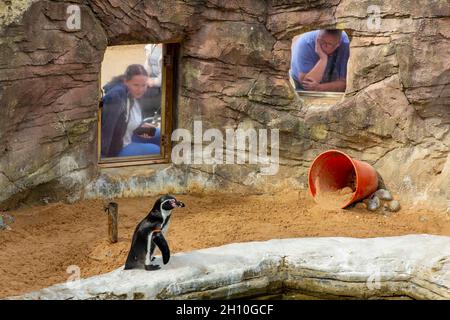 Visitors admiring a Humboldt penguin at Gweek Seal Sanctuary near Helston in south Cornwall England UK which was first established in 1975. Stock Photo