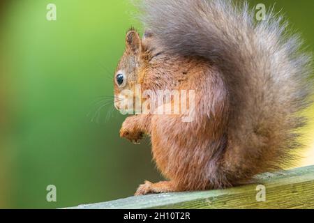 A close up of a bushy tailed  wild Red Squirrel enjoying a hazlenut in its natural environment - Yorkshire, UK Stock Photo