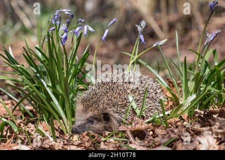 A native hedgehog and the bluebells in a woodland environment. Suffolk .UK Stock Photo