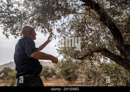 A Palestinian man collects olives in an olive grove near the Jewish settlement of Eli on October 14, 2021 in the West Bank, Israel. The olive harvest is an ancient Palestinian ritual, which marks the changing of the seasons around October and November. The olive oil industry is important to Palestinian communities, with its profits supporting the livelihoods of an estimated 80,000 families. Stock Photo