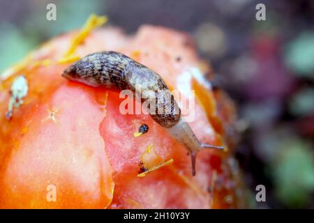 Slug - plant pest on tomato. Snails It eats a variety of plants in the garden including vegetables, flowers and herbs. Stock Photo