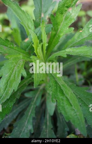 Green jelantir (Also called erigeron bonariensis, monyenyen, erigeron linifolius, conyza sumatrensis) with a natural background. Used in herbal medici Stock Photo