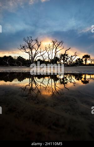Sunset reflections on Driftwood Beach - Jekyll Island, Georgia, USA Stock Photo