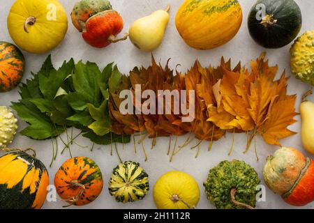 Autumn background with maple leaves in three colors, green, red and yellow and pumpkins, the transition from summer to fall, the change of seasons Stock Photo