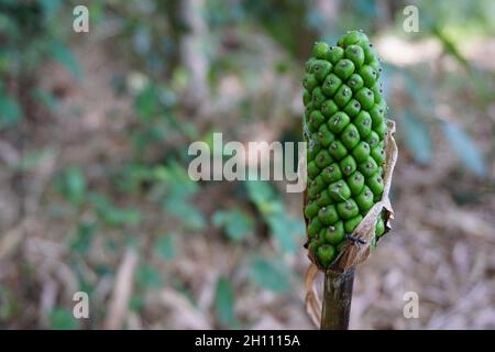Amorphophallus paeoniifolius seeds (suweg, porang, elephant foot yam, whitespot giant arum) with a natural background Stock Photo