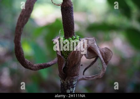 Amorphophallus paeoniifolius seeds (suweg, porang, elephant foot yam, whitespot giant arum) with a natural background Stock Photo