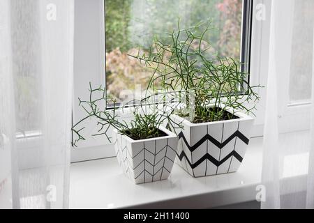 Two white square flower pots with geometric patterns with rhipsalis plants planted in them stand on windowsill Stock Photo