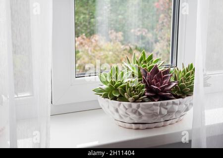 Potted echeveria plants on the windowsill in the room. Stock Photo