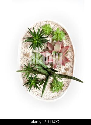 Ceramic white flower pot with variety of succulents (Echeveria Red Taurus, Haworthia fasciata, Sansevieria cylindrica) isolated on white background wi Stock Photo