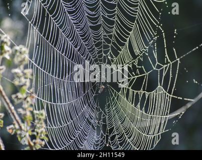 Dew drops glistening on a spider web, light reflection and colours Stock Photo